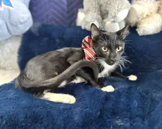 Sawyer