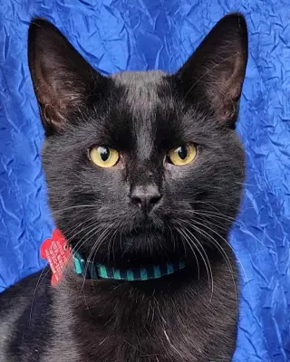 Loki