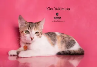 KIRA YUKIMURA