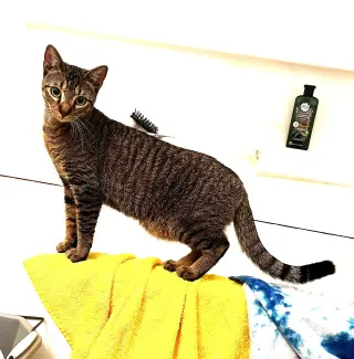 Dumpling & Dim Sum #bonded-brothers