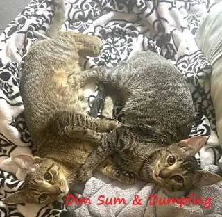 Dumpling & Dim Sum #bonded-brothers