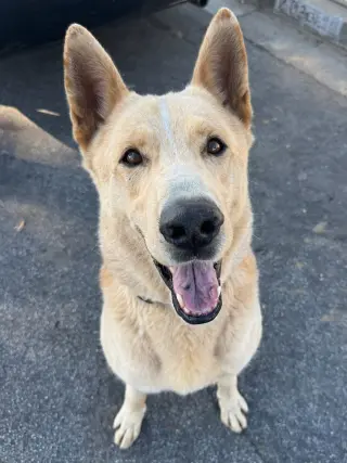 Big Boy