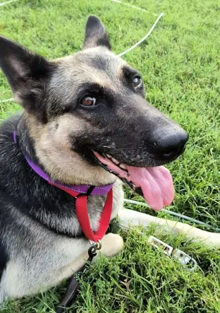 Daisy