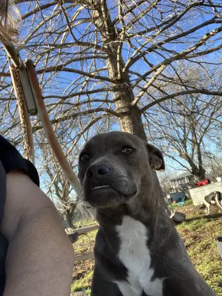 Maisy