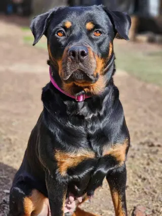 Abby