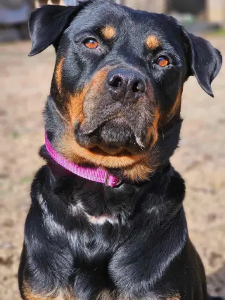 Abby