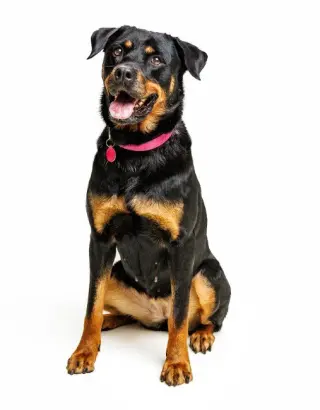 Abby