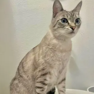 Cirri