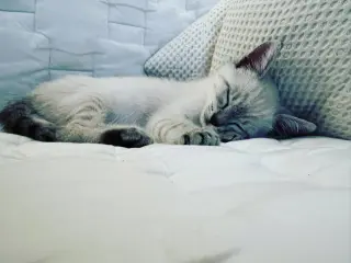 Cirri