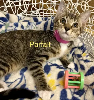 Parfait