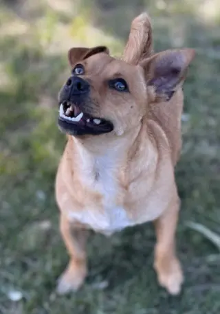Levi