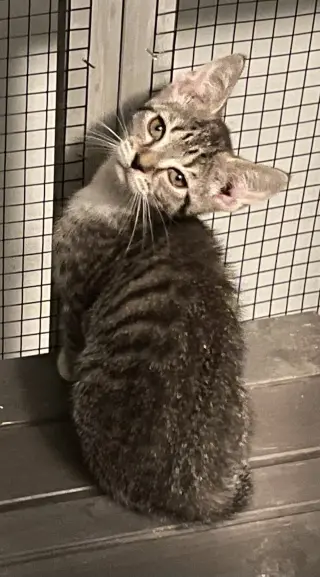 Carbonara