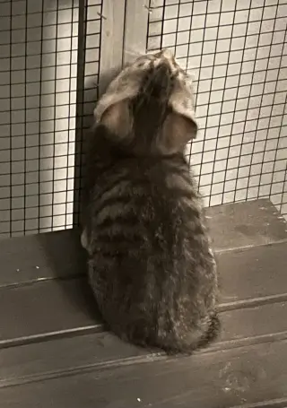 Carbonara