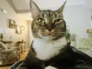 Carbonara