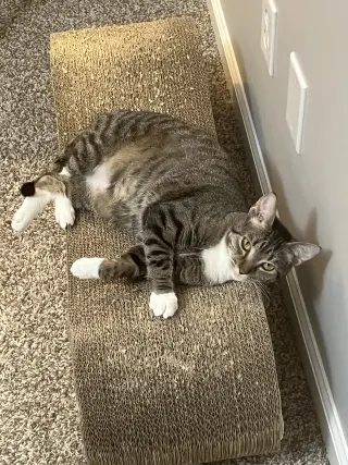 Carbonara