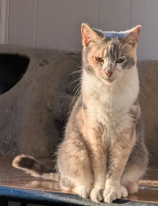 Ketera