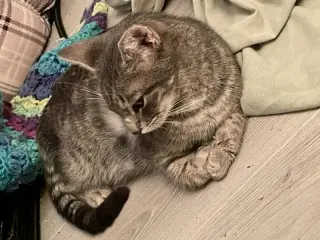 Puss in Boots