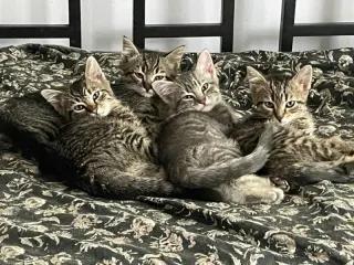 Puss in Boots