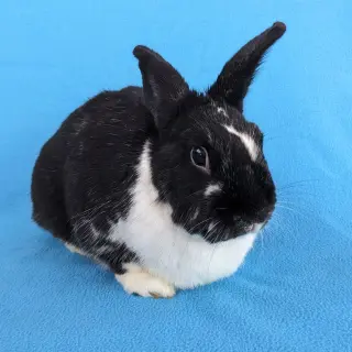 Charlie Kale