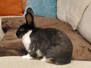 Charlie Kale