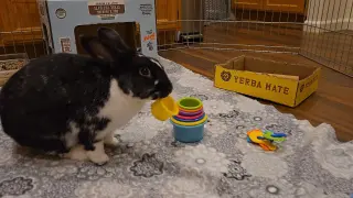 Charlie Kale