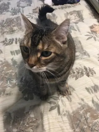 MICKEY (COURTESY POST)