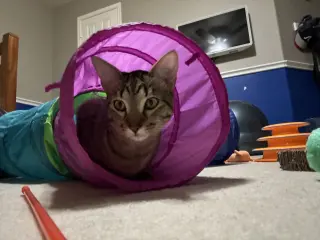 Cannon