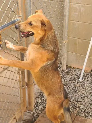 FERRIS