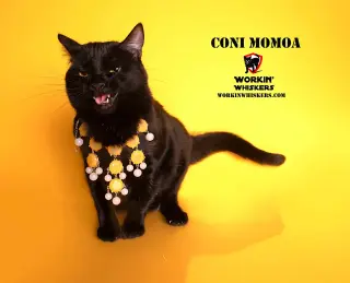 CONI MOMOA