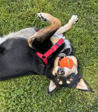 Sadie