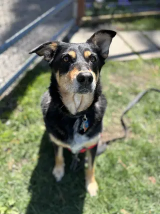 Sadie