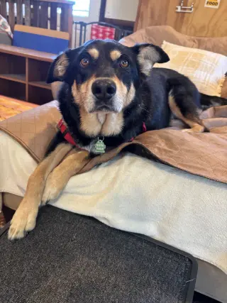 Sadie