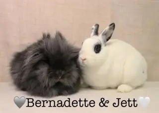 Jett