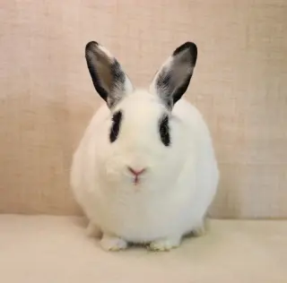 Jett