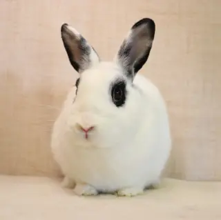 Jett
