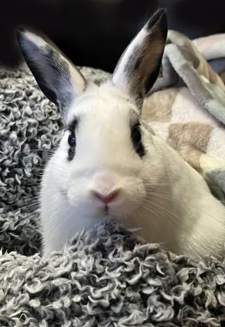 Jett