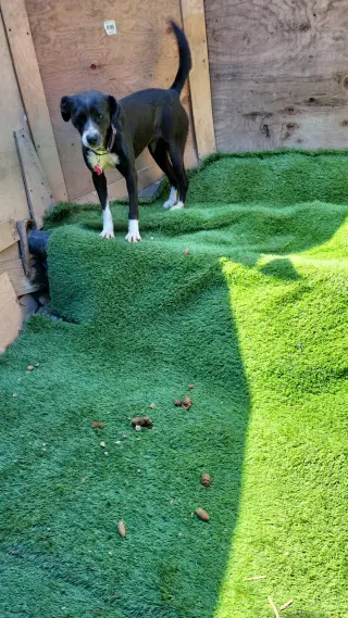 Layka