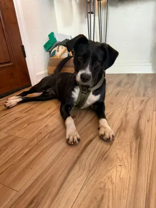 Layka