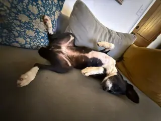 Layka