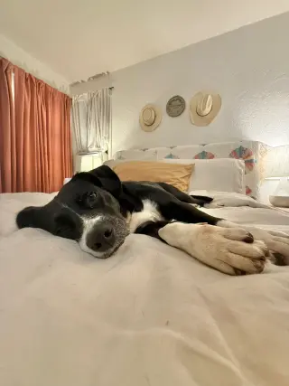 Layka