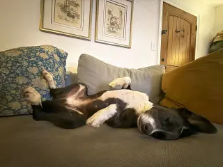 Layka