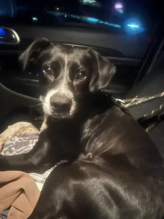 Layka