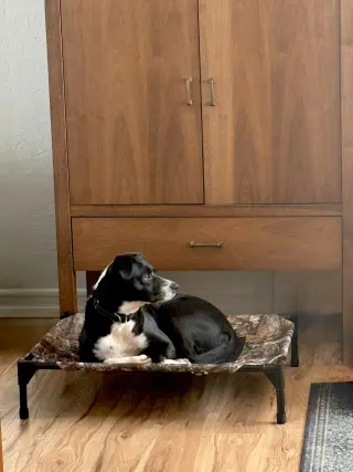 Layka