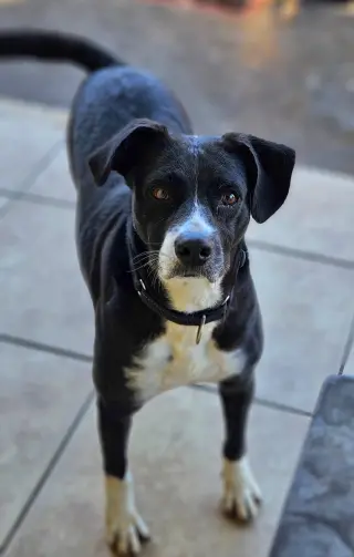 Layka