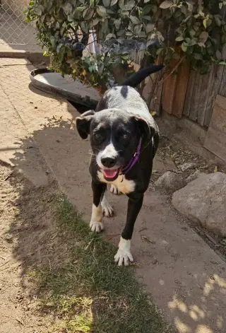 Layka