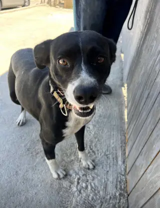 Layka