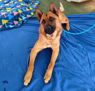 Angelito- IN FOSTER HOME