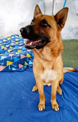 Angelito- IN FOSTER HOME