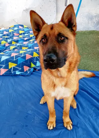 Angelito- IN FOSTER HOME
