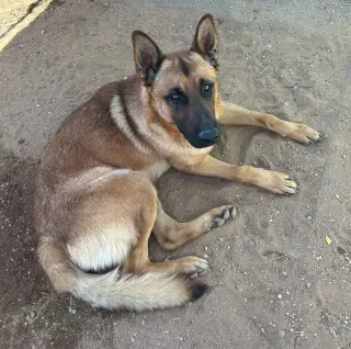 Angelito- IN FOSTER HOME